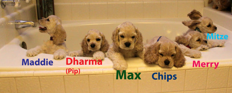 puppybathcopy.jpg